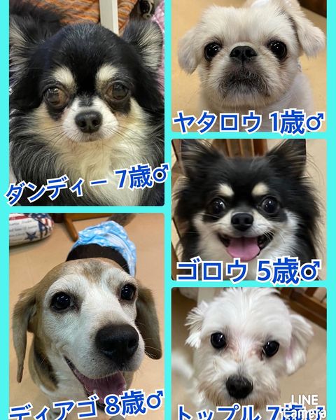 🐾今日の里親様募集中ワンコ🐶メンバーです🐾2022,10,6【保護犬カフェ天神橋店】